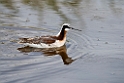 Wilson's Phalarope_DSC542420140606