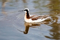 Wilson's Phalarope_DSC545420140606