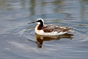 Wilson's Phalarope_DSC546020140606
