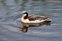 Wilson's Phalarope_DSC546320140606