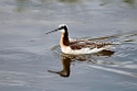 Wilson's Phalarope_DSC547020140606