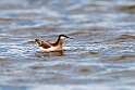 Wilson's Phalarope_DSC550520140606