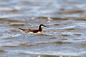 Wilson's Phalarope_DSC550720140606