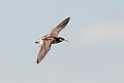 Wilson's Phalarope_DSC550820140606