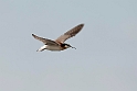 Wilson's Phalarope_DSC550920140606