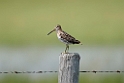 Wilson's snipe_DSC535120140605