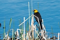 Yellow-headed Blackbird_DSC510420140601