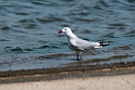 Audoinsmåge.20140326_8220