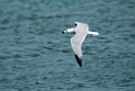 Audoinsmåge.20140326_8225