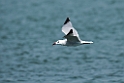 Audoinsmåge.20140326_8227