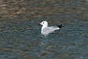 Audoinsmåge.20140326_8264