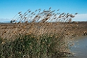 Ebro-deltaet.20140326_8162