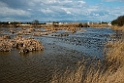Ebro-deltaet.20140326_8300
