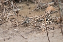 Engpiber.20140326_8432