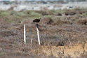 Fiskeørn.20140326_8164