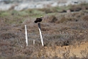 Fiskeørn.20140326_8181