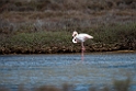 Flamingo.20140326_8210