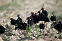 Sort ibis.20140326_8144