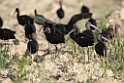 Sort ibis.20140326_8148