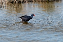 Sultanhøne.20140326_8355