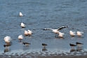 Tyndnæbbet måge.20140326_8374