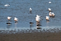 Tyndnæbbet måge.20140326_8378