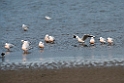 Tyndnæbbet måge.20140326_8383