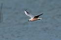 Tyndnæbbet måge.20140326_8398
