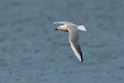 Tyndnæbbet måge.20140326_8399