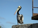 DSCN0947