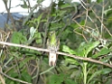 DSCN2009