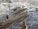 DSCN2367