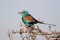 Abyssinian Roller.201014jan_2502