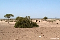 Awash N.P.201015jan_3439