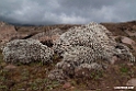 Bale Mountains.201019jan_3361