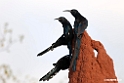 Black-billed Wood-hoopoe.201023jan_3712