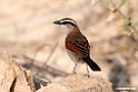Black-crowned Tchgra.201017jan_3001