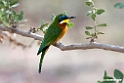 Blue-breasted Beeater.201017jan_2858