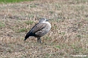 Blue-winged Goose.201010jan_1282