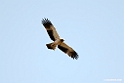 Booted eagle.201014jan_2479