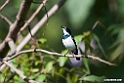 Brown-throated Wattle-eye.201025jan_4243