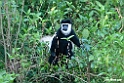 Colobus.201025jan_4310