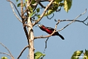 Double-toothed.Barbet.201025jan_4297