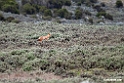 Ethiopian wolf.201019jan_3213