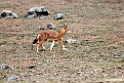 Ethiopian wolf.201019jan_3231