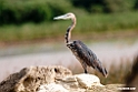 Goliath Heron.201017jan_2920