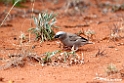 Grey-capped Social-weaver.201023jan_3780