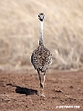 Hartlaubs Bustard.201014jan_2357