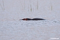 Hippo.201017jan_2946