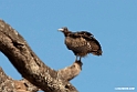 Hooded Vulture.201023jan_3622